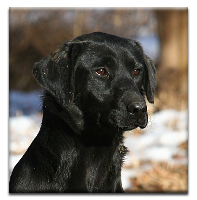 Abby profile
