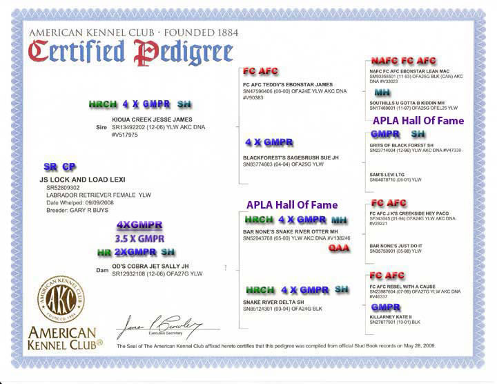 Lexi Pedigree