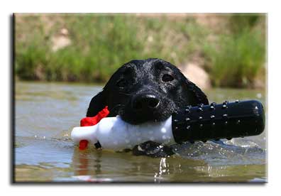 ALice water dog