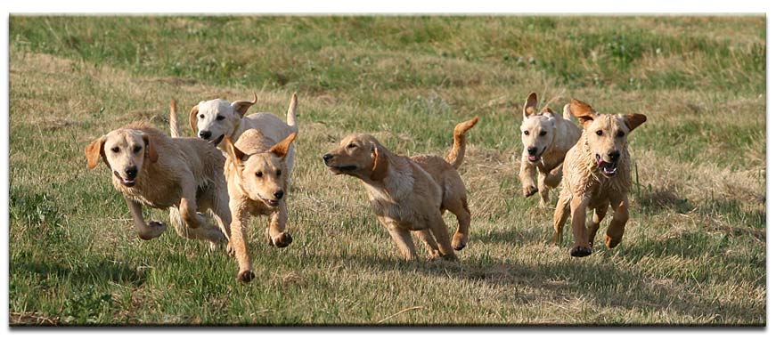 Pups photo