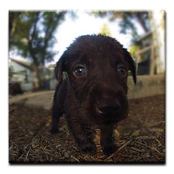 Choco pups
