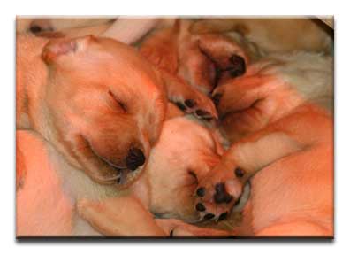 EG pups