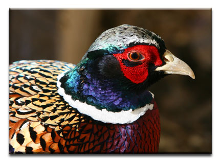 Pheasnt head