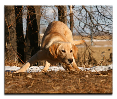Rita pup point