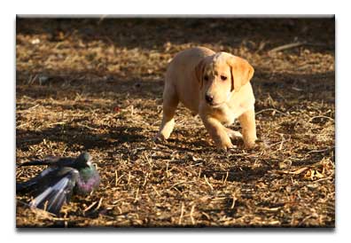 Jesse Sally pups